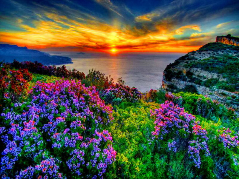 Purple Flowers on Cliff — Dramatic, Sunset, Photograph