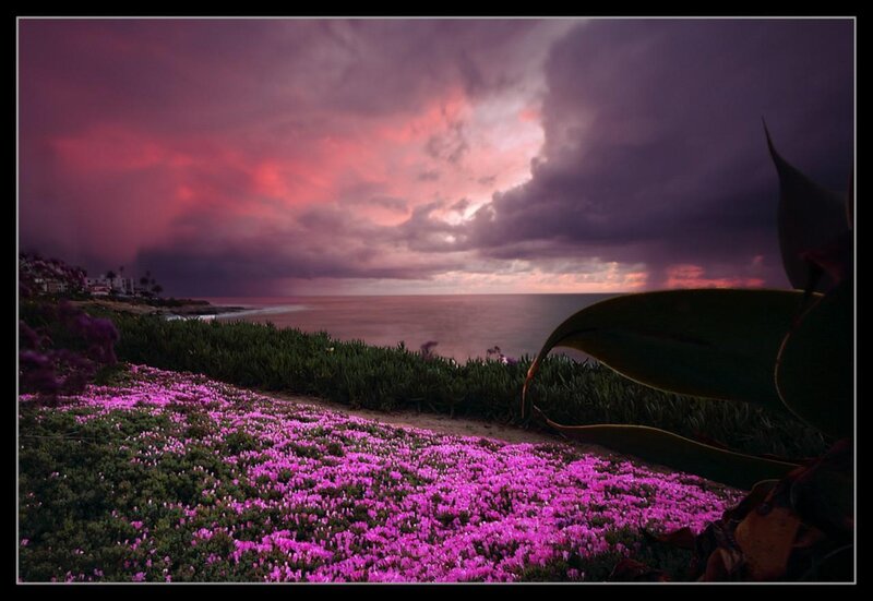 Purple Flowers on Cliff — Dramatic, Sunset