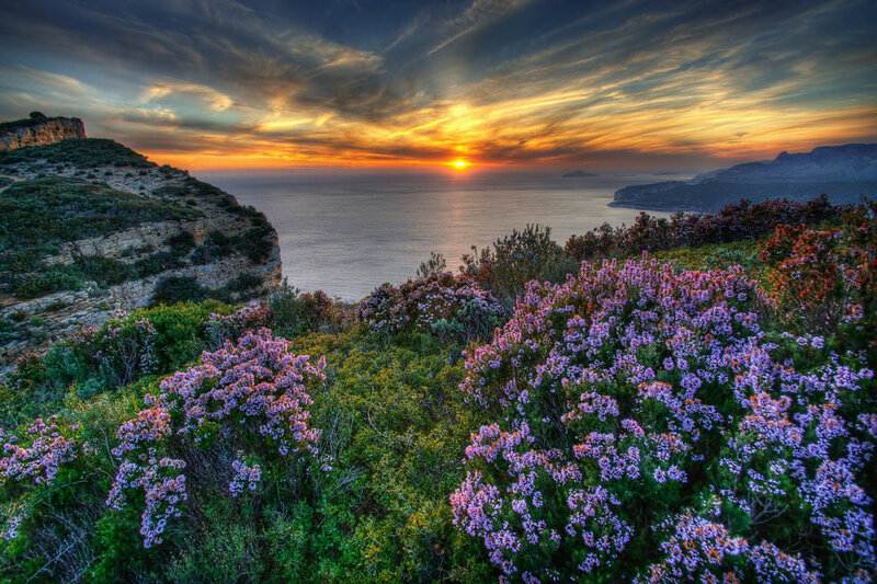Purple Flowers on Cliff — Dramatic