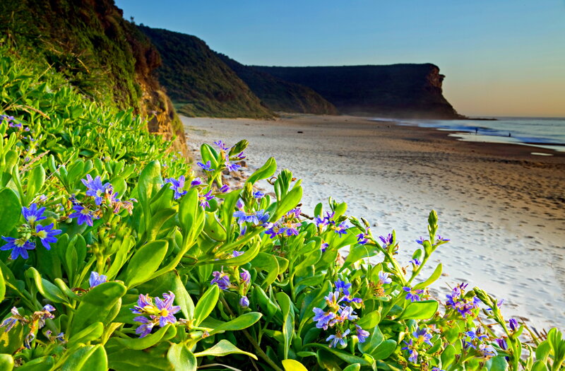 Purple Flowers on Cliff — Green, Serene, Sunset