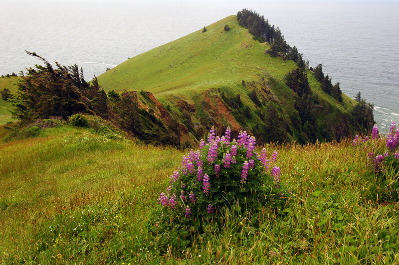 Purple Flowers on Cliff — Green, Serene
