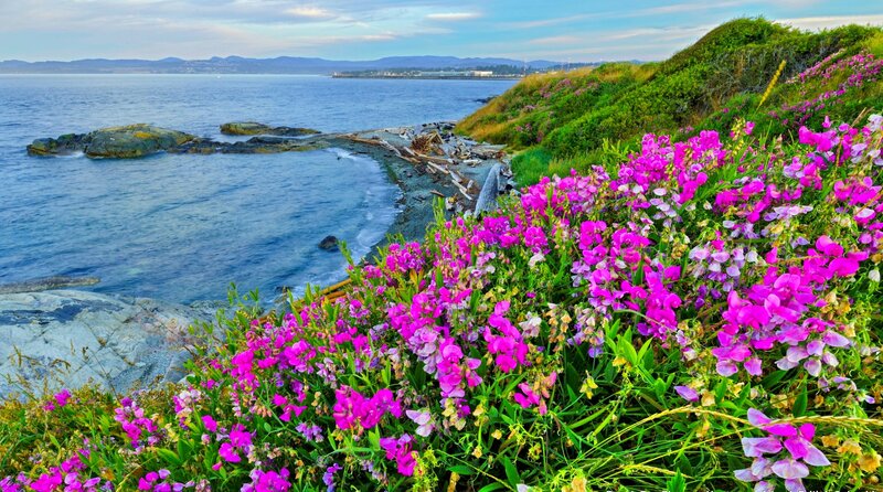 Purple Flowers on Cliff — Pink, Serene