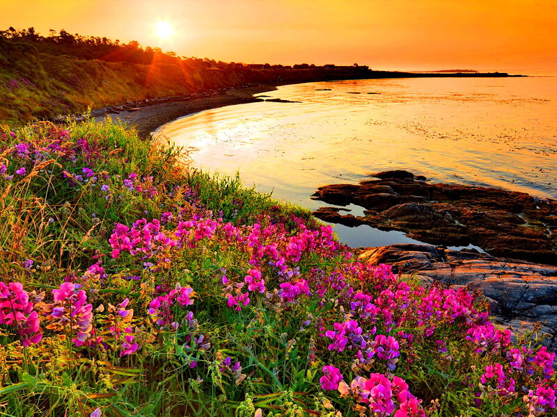 Purple Flowers on Cliff — Pink