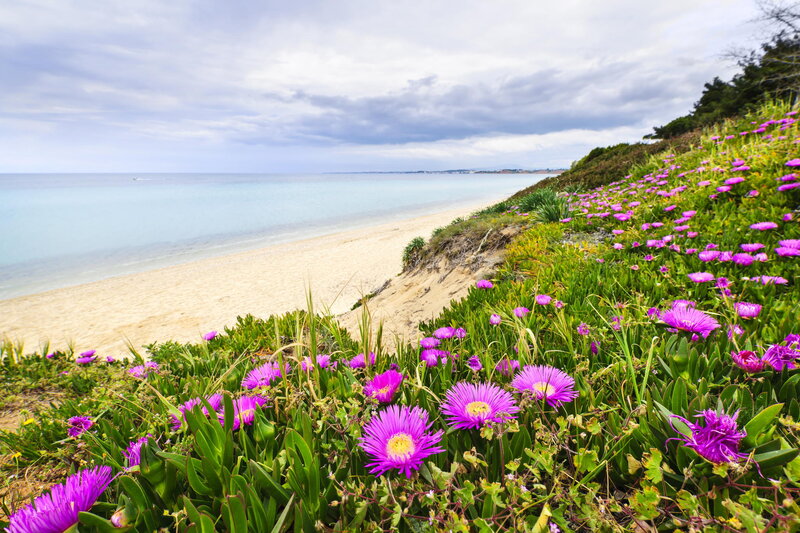 Purple Flowers on Cliff — Serene, Afternoon, Photograph, Beach