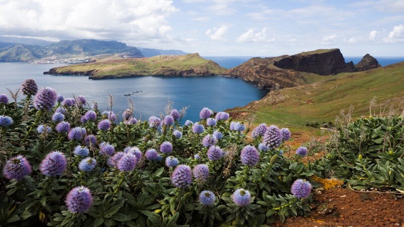 Purple Flowers on Cliff — Serene, Afternoon, Photograph, Ocean, Mountains