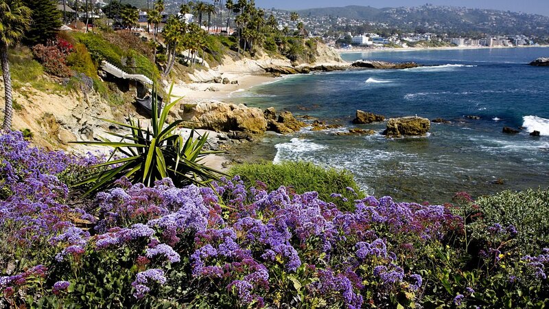 Purple Flowers on Cliff — Serene, Afternoon, Photograph, Ocean, Palm Trees, Beach
