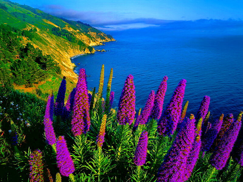 Purple Flowers on Cliff — Serene, Afternoon, Photograph, Ocean