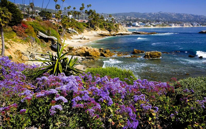 Purple Flowers on Cliff — Serene, Afternoon