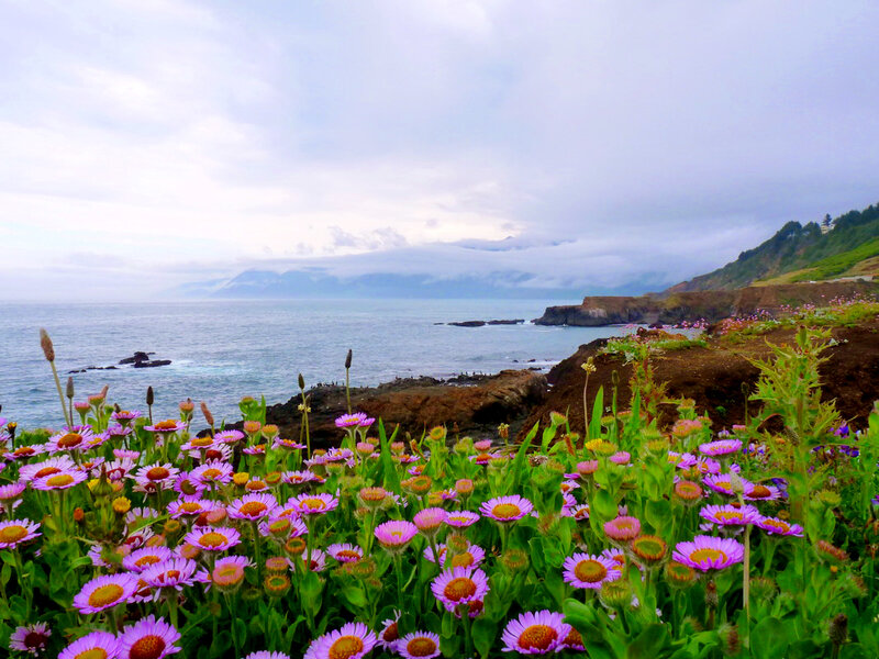 Purple Flowers on Cliff — Serene, Morning