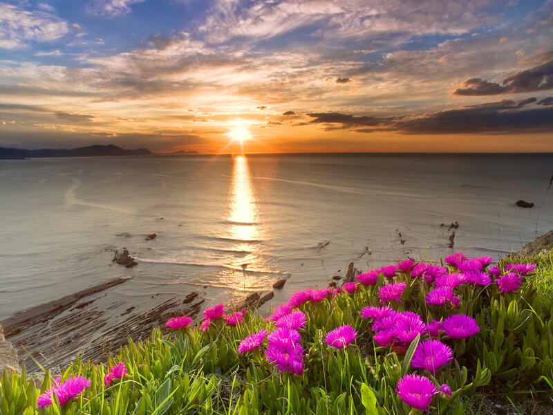 Purple Flowers on Cliff — Serene, Sunset, Photograph, Ocean, Mountains