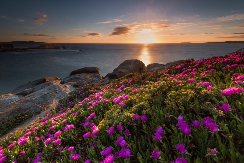 Purple Flowers on Cliff — Serene, Sunset, Photograph, Ocean, Rocks