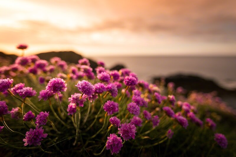 Purple Flowers on Cliff — Serene, Sunset, Photograph, Ocean, Sky