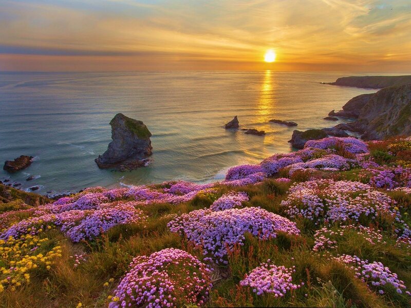 Purple Flowers on Cliff — Serene, Sunset, Photograph