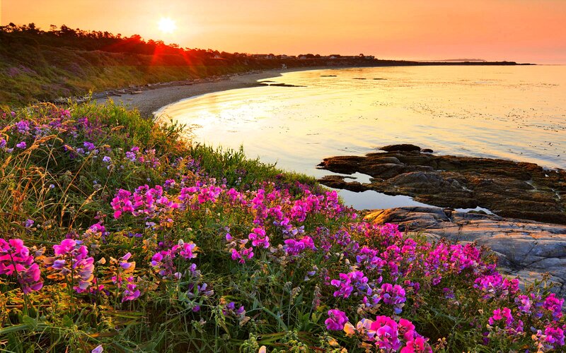Purple Flowers on Cliff — Serene, Sunset