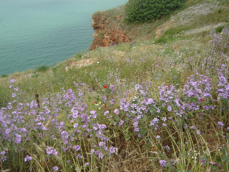 Purple Flowers on Cliff — Serene
