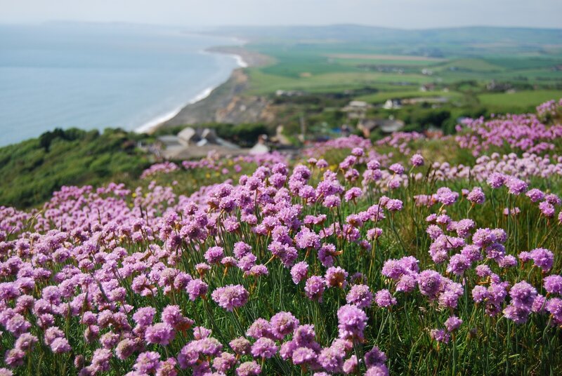 Purple Flowers on Cliff