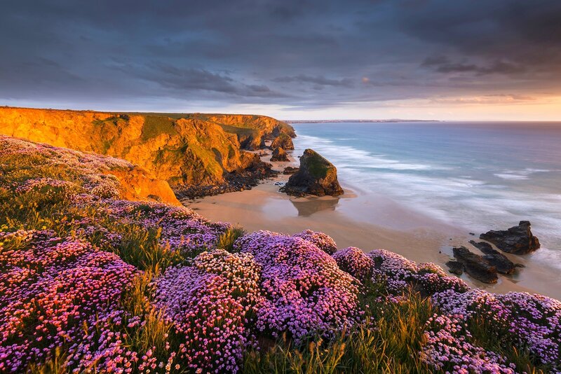 Purple Flowers on Cliffs