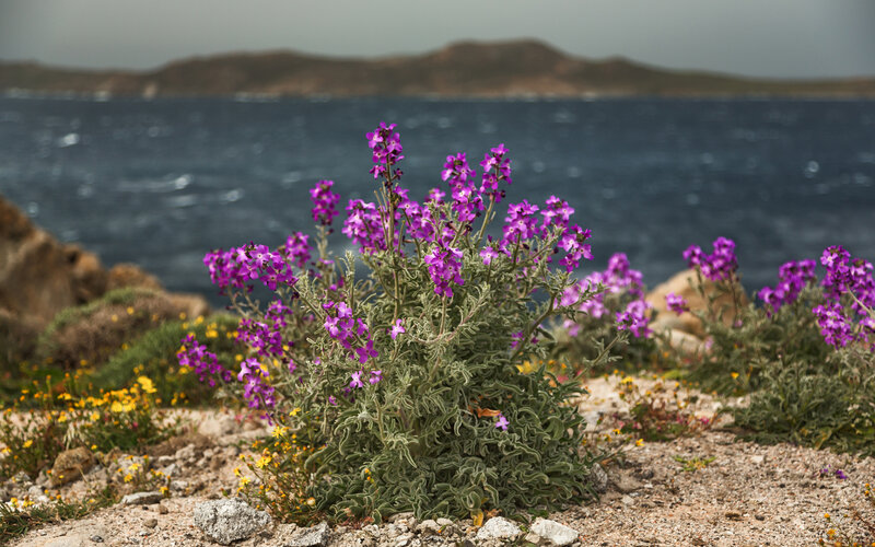 Purple Flowers on Coast — Dramatic, Photograph