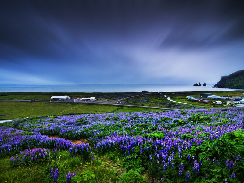 Purple Flowers on Coast — Dramatic, Spring