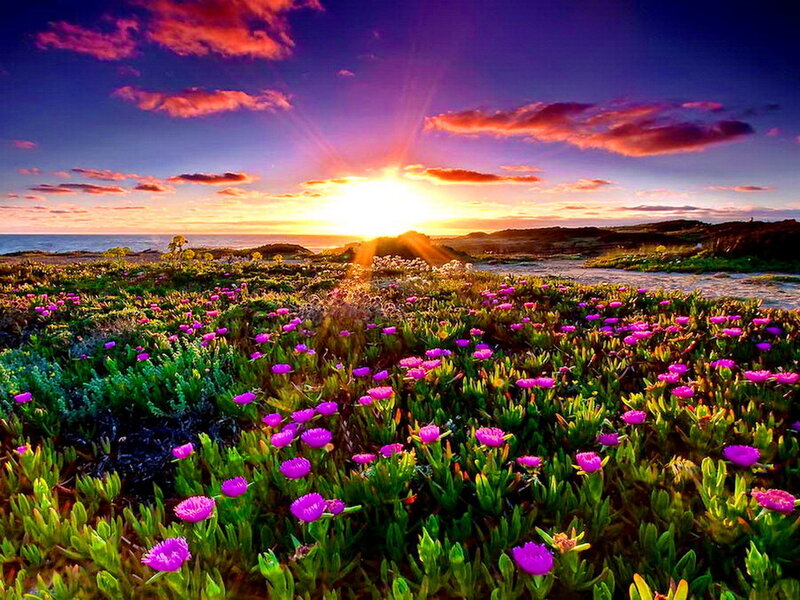 Purple Flowers on Coast — Dramatic, Sunset