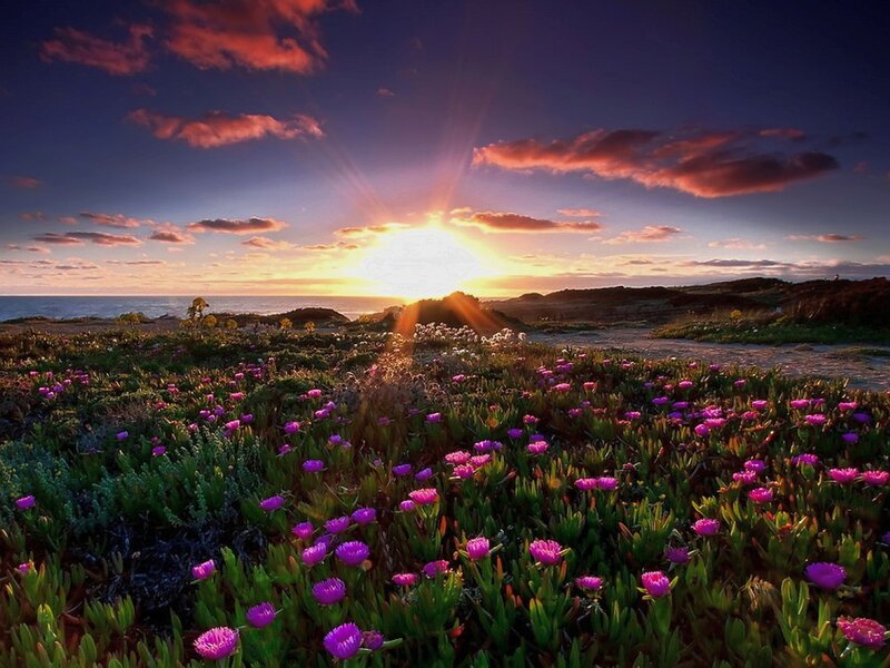 Purple Flowers on Coast — Dramatic
