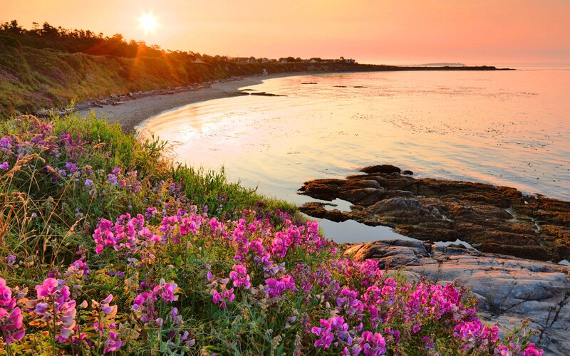 Purple Flowers on Coast — Pink