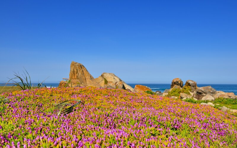Purple Flowers on Coast — Serene, Afternoon, Photograph