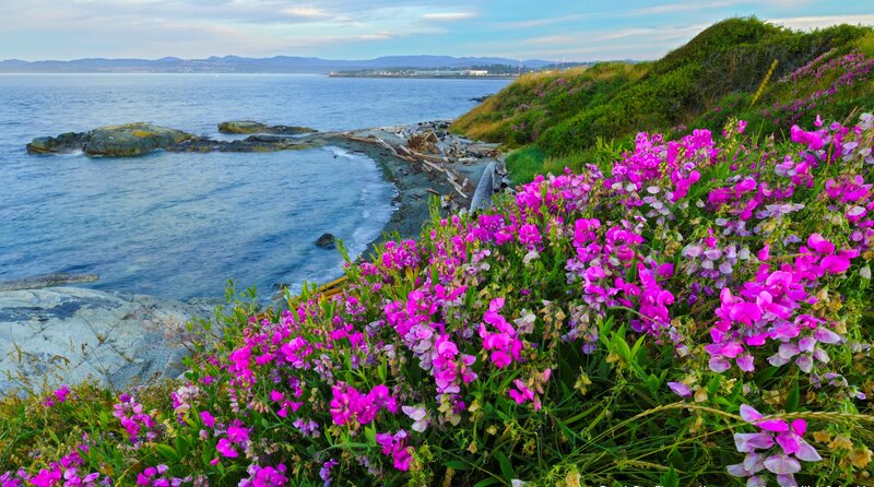 Purple Flowers on Coast — Serene, Afternoon