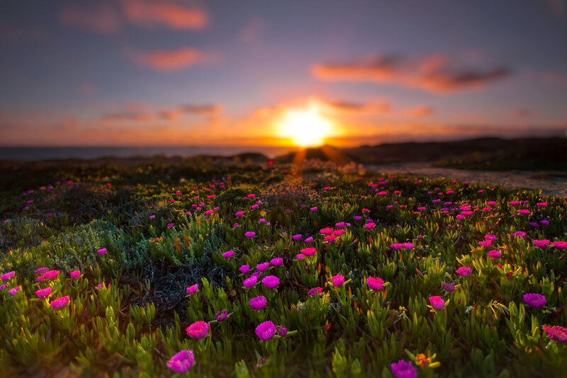Purple Flowers on Coast — Serene, Sunset
