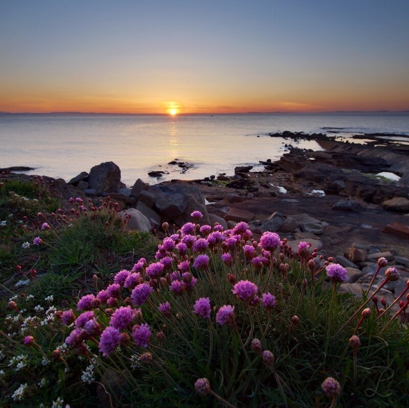 Purple Flowers on Coast — Serene