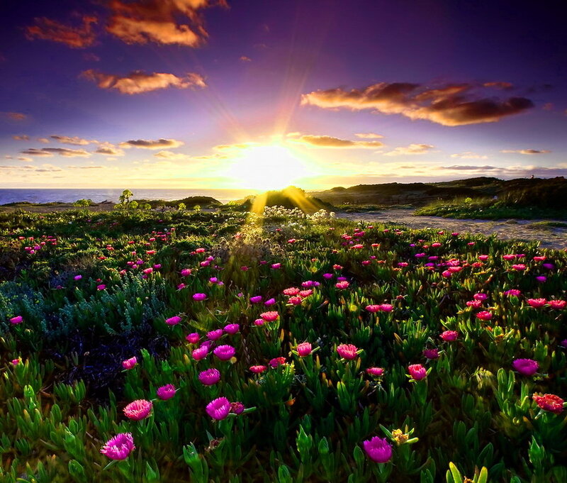 Purple Flowers on Coast