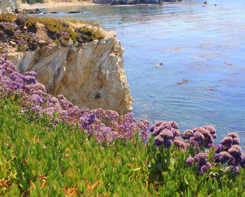 purple flowers on coastal cliffs