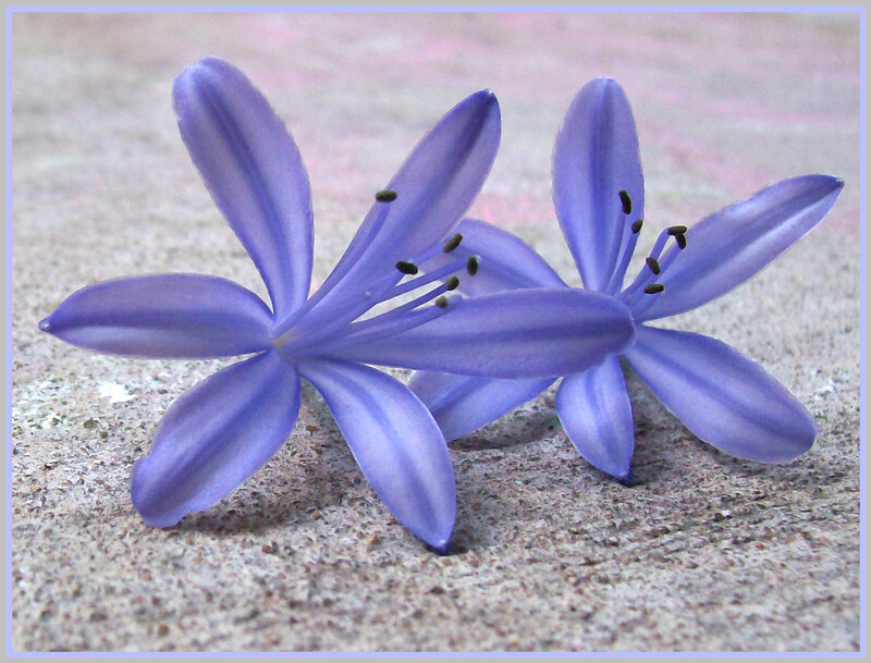 Purple flowers on concrete