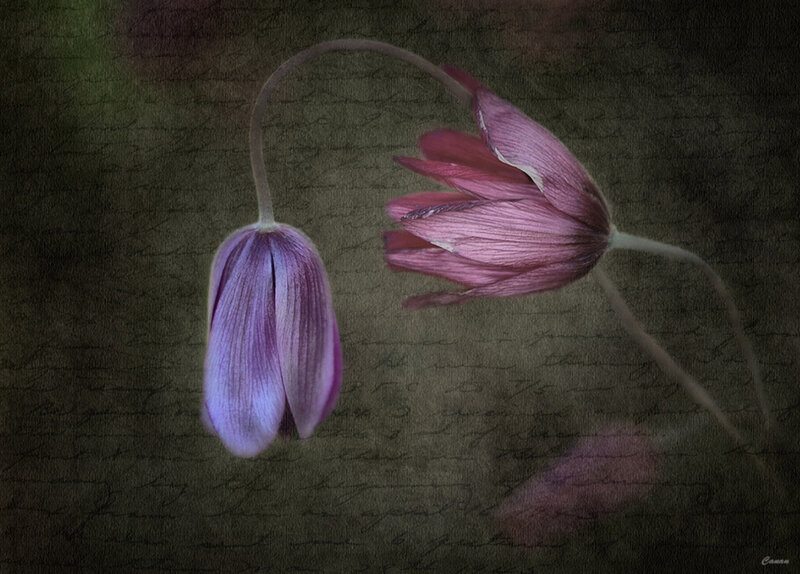 Purple Flowers on Dark Background — Melancholic