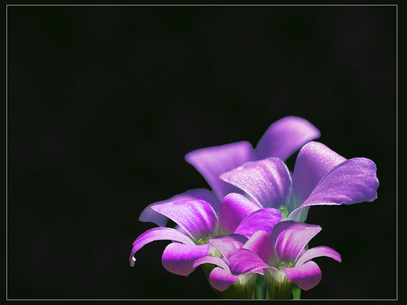 Purple Flowers on Dark Background