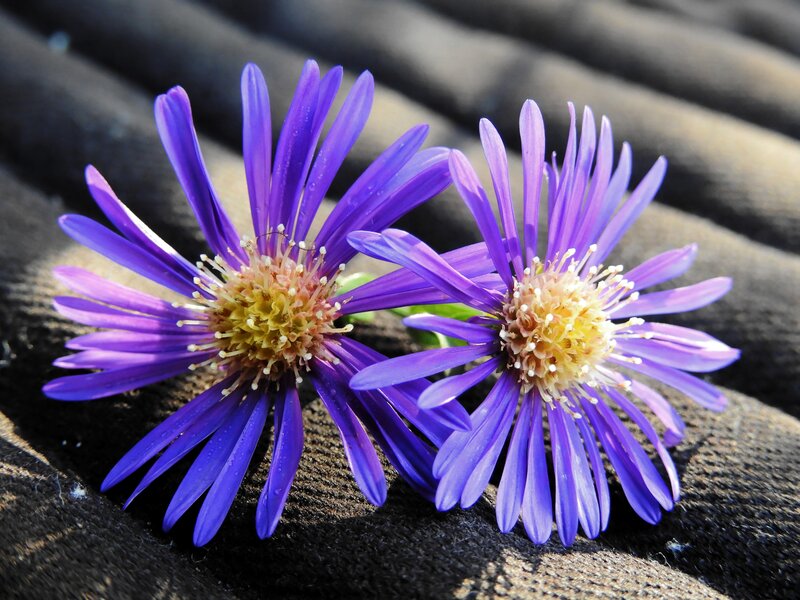Purple flowers on dark surface