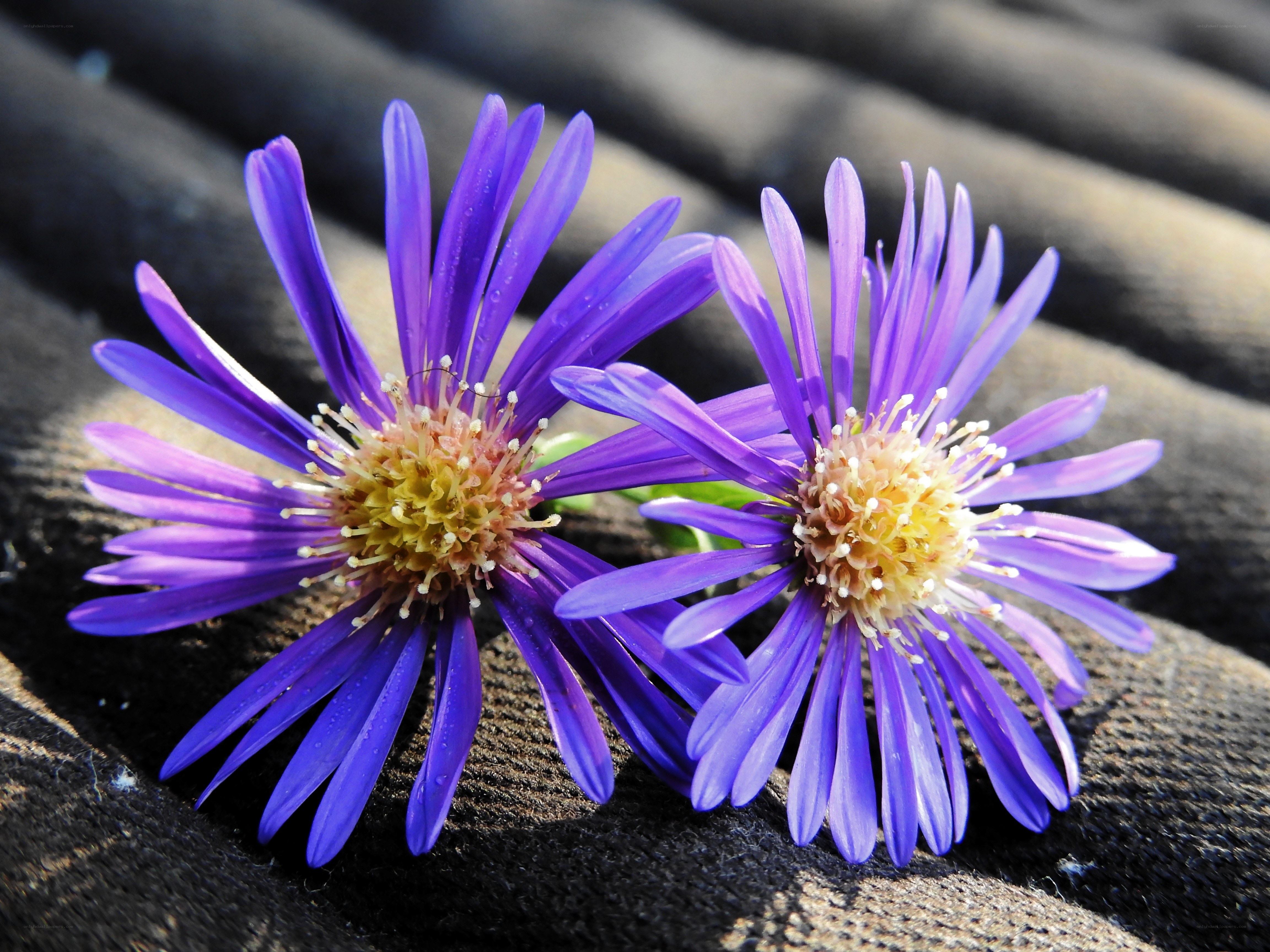 Purple flowers on dark surface