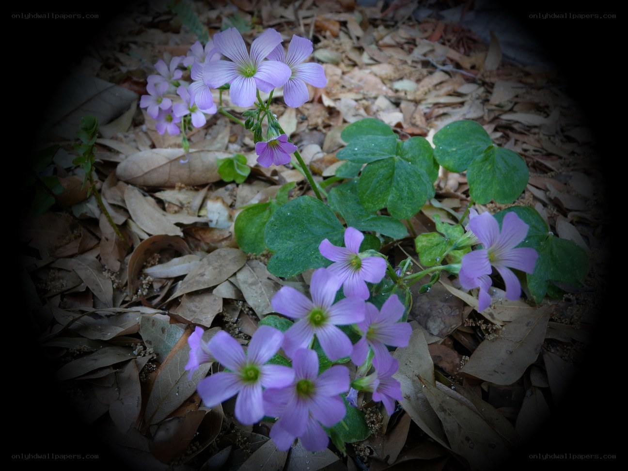 purple flowers on forest floor