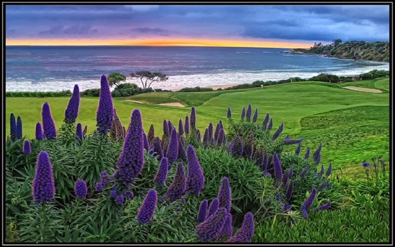 Purple Flowers on Golf Course — Serene