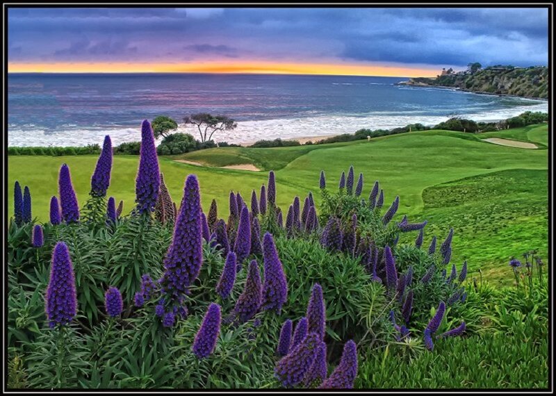 Purple Flowers on Golf Course