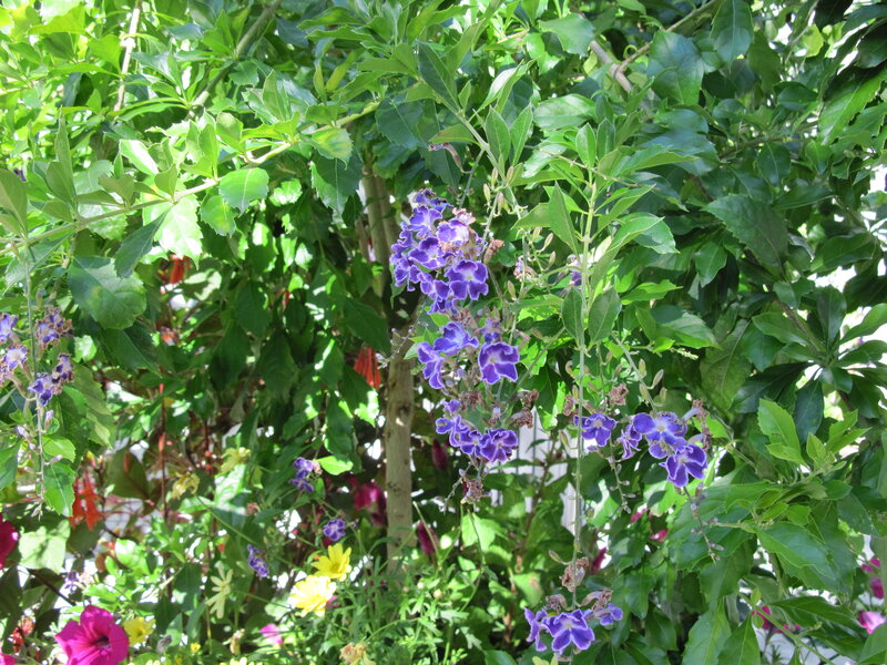 Purple Flowers on Green Bush — Serene
