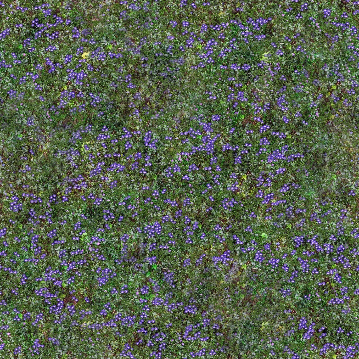 purple flowers on green foliage