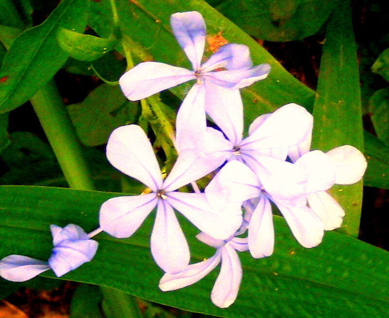 purple flowers on green leaves