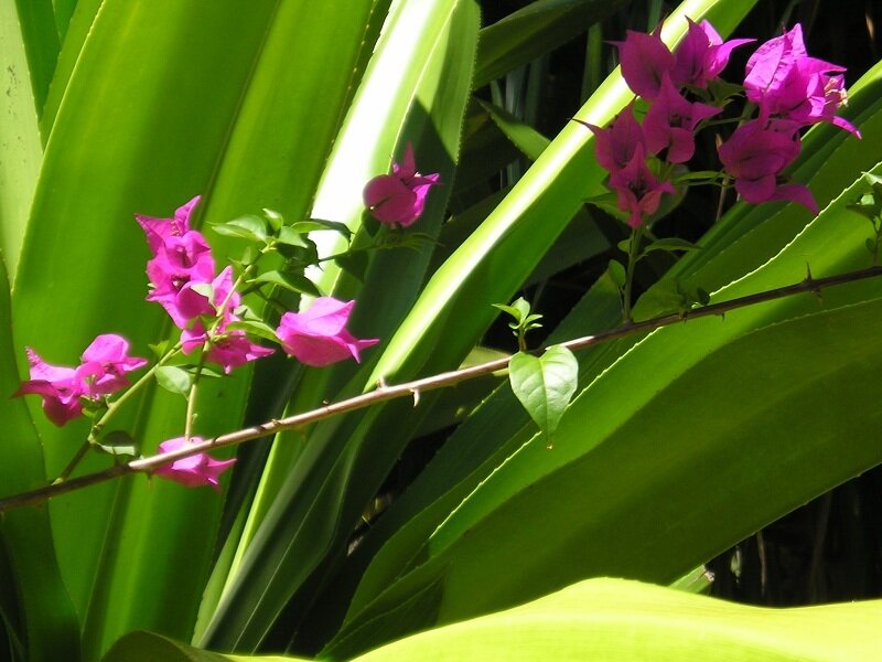 Purple flowers on green leaves