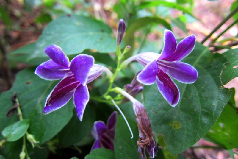 Purple Flowers on Green Leaves — Natural, Photograph