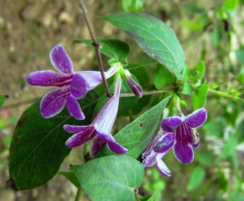 Purple Flowers on Green Leaves — Natural