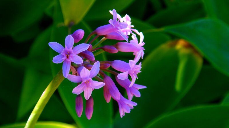purple flowers on green leaves