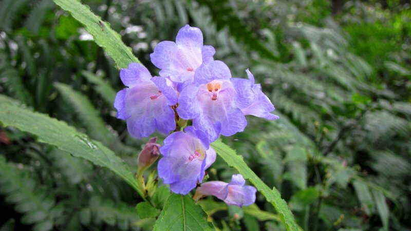 Purple Flowers on Green Plant — Calm