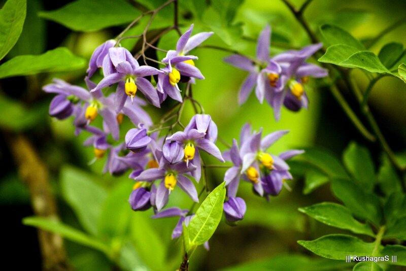 Purple Flowers on Green Plant — Natural