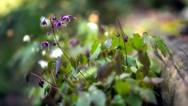 Purple Flowers on Green Plant — Serene, Spring